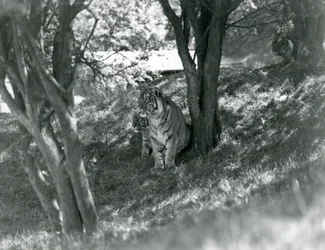 Drei Tiger ruhen unter kleinen Bäumen in ihrem neuen Gehege in Whipsnade, Mai 1934
